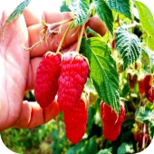 Малина ремонтантная "Брянское Диво" 